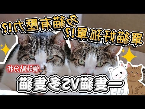 養一隻貓 兩隻貓